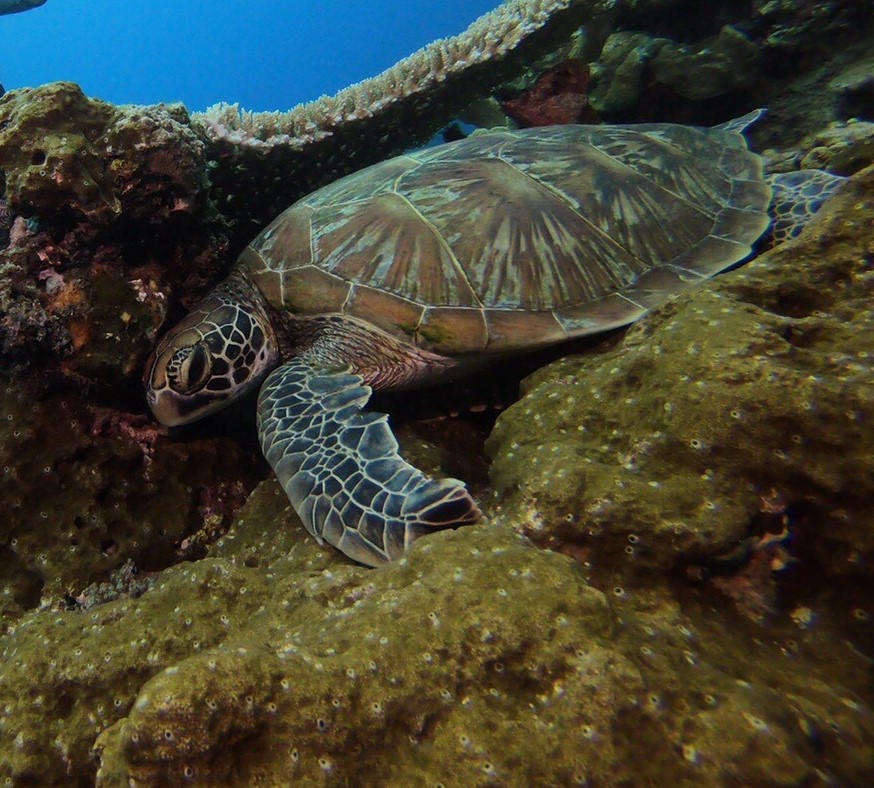 哈巴狗與睡美人岩